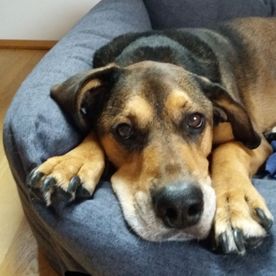 Unser Wachhund